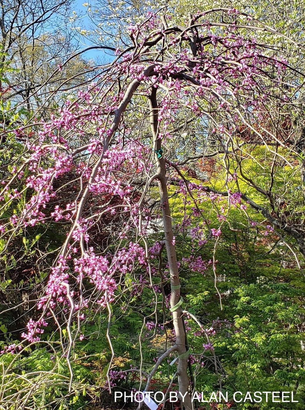 Buy Cercis canadensis 'Ruby Falls' Weeping Red Redbud Tree — Mr Maple ...
