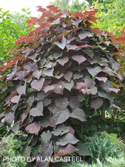 - Cercis canadensis 'Ruby Falls' Weeping Red Redbud Tree - Mr Maple │ Buy Japanese Maple Trees