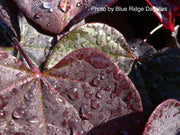 - Cercis canadensis 'Ruby Falls' Weeping Red Redbud Tree - Mr Maple │ Buy Japanese Maple Trees