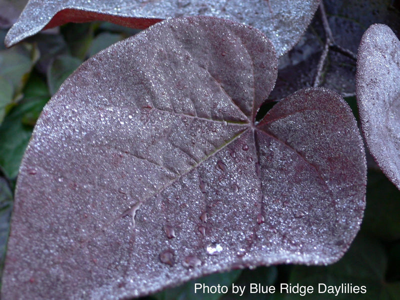 - Cercis canadensis 'Ruby Falls' Weeping Red Redbud Tree - Mr Maple │ Buy Japanese Maple Trees