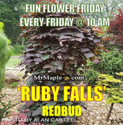 - Cercis canadensis 'Ruby Falls' Weeping Red Redbud Tree - Mr Maple │ Buy Japanese Maple Trees
