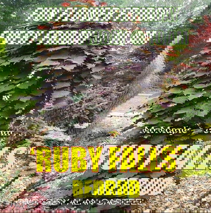 - Cercis canadensis 'Ruby Falls' Weeping Red Redbud Tree - Mr Maple │ Buy Japanese Maple Trees