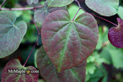 - Cercis canadensis 'Ruby Falls' Weeping Red Redbud Tree - Mr Maple │ Buy Japanese Maple Trees