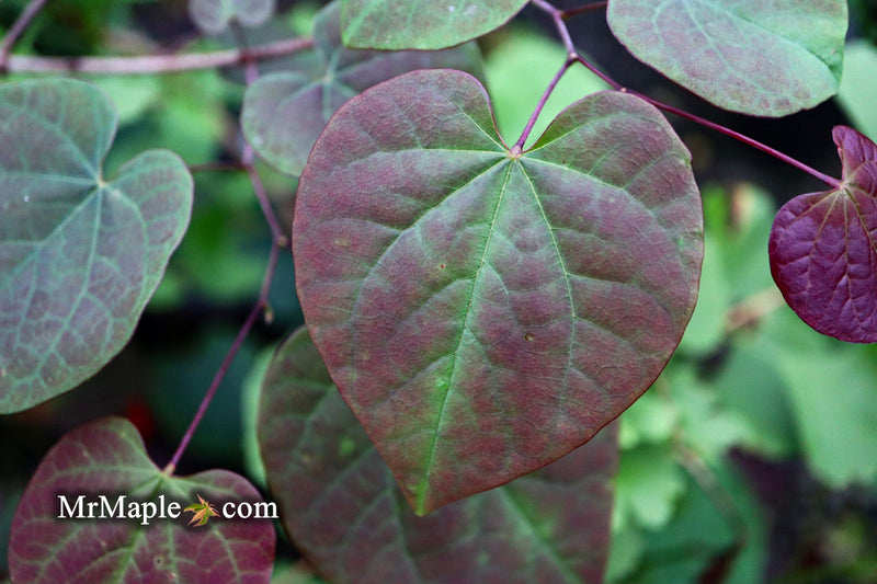 - Cercis canadensis 'Ruby Falls' Weeping Red Redbud Tree - Mr Maple │ Buy Japanese Maple Trees