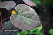- Cercis canadensis 'Ruby Falls' Weeping Red Redbud Tree - Mr Maple │ Buy Japanese Maple Trees