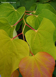 - Cercis canadensis 'The Rising Sun' Golden Redbud Tree - Mr Maple │ Buy Japanese Maple Trees