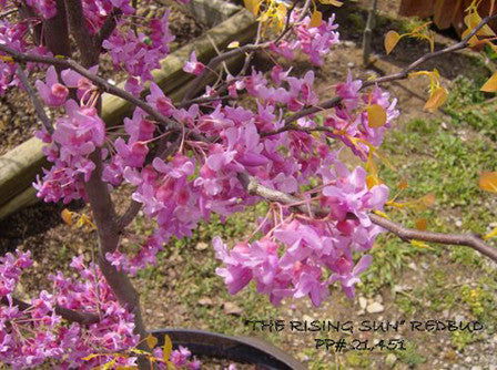 - Cercis canadensis 'The Rising Sun' Golden Redbud Tree - Mr Maple │ Buy Japanese Maple Trees