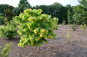 - Cercis canadensis 'The Rising Sun' Golden Redbud Tree - Mr Maple │ Buy Japanese Maple Trees