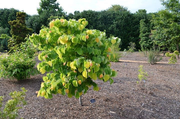 - Cercis canadensis 'The Rising Sun' Golden Redbud Tree - Mr Maple │ Buy Japanese Maple Trees