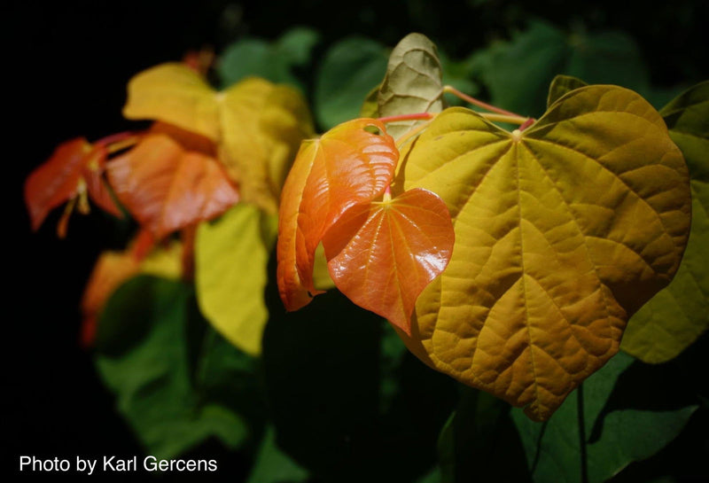 - Cercis canadensis 'The Rising Sun' Golden Redbud Tree - Mr Maple │ Buy Japanese Maple Trees