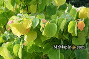 - Cercis canadensis 'The Rising Sun' Golden Redbud Tree - Mr Maple │ Buy Japanese Maple Trees