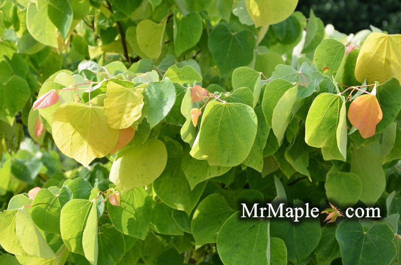 - Cercis canadensis 'The Rising Sun' Golden Redbud Tree - Mr Maple │ Buy Japanese Maple Trees