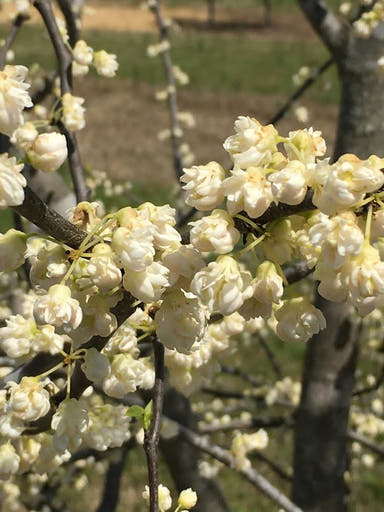 - Cercis canadensis ‘White Pom Poms' Redbud Tree - Mr Maple │ Buy Japanese Maple Trees