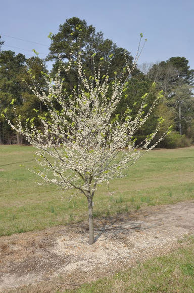 - Cercis canadensis ‘White Pom Poms' Redbud Tree - Mr Maple │ Buy Japanese Maple Trees