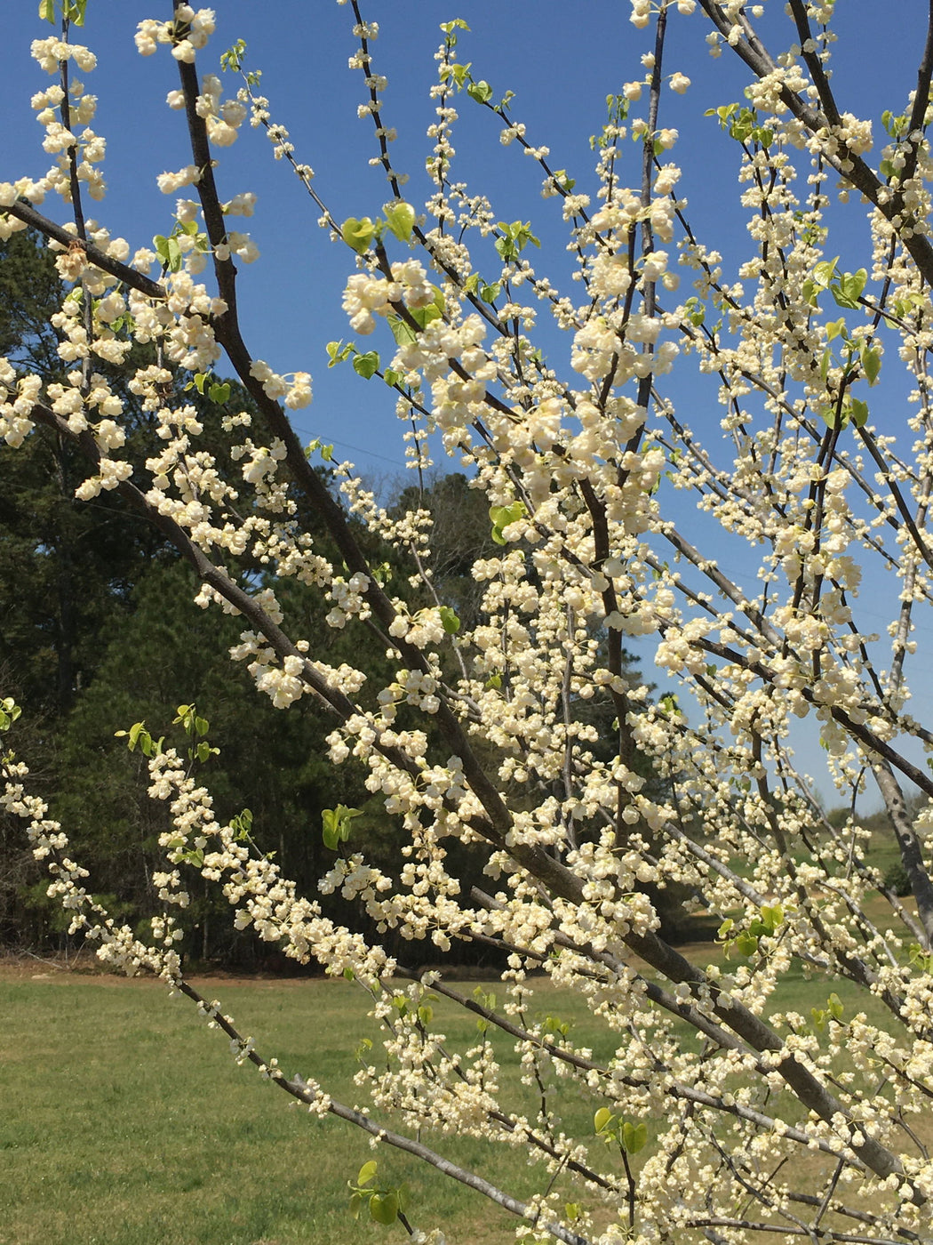 Buy Cercis canadensis 'White Pom Poms' Redbud Tree — Mr Maple │ Buy ...