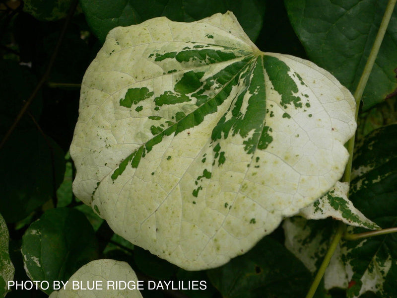 - Cercis canadensis 'Whitewater' Weeping Redbud Tree - Mr Maple │ Buy Japanese Maple Trees