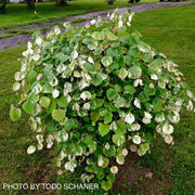 - Cercis canadensis 'Whitewater' Weeping Redbud Tree - Mr Maple │ Buy Japanese Maple Trees