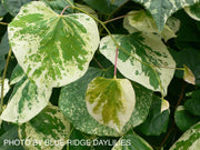 - Cercis canadensis 'Whitewater' Weeping Redbud Tree - Mr Maple │ Buy Japanese Maple Trees