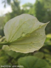 - Cercis canadensis 'Whitewater' Weeping Redbud Tree - Mr Maple │ Buy Japanese Maple Trees