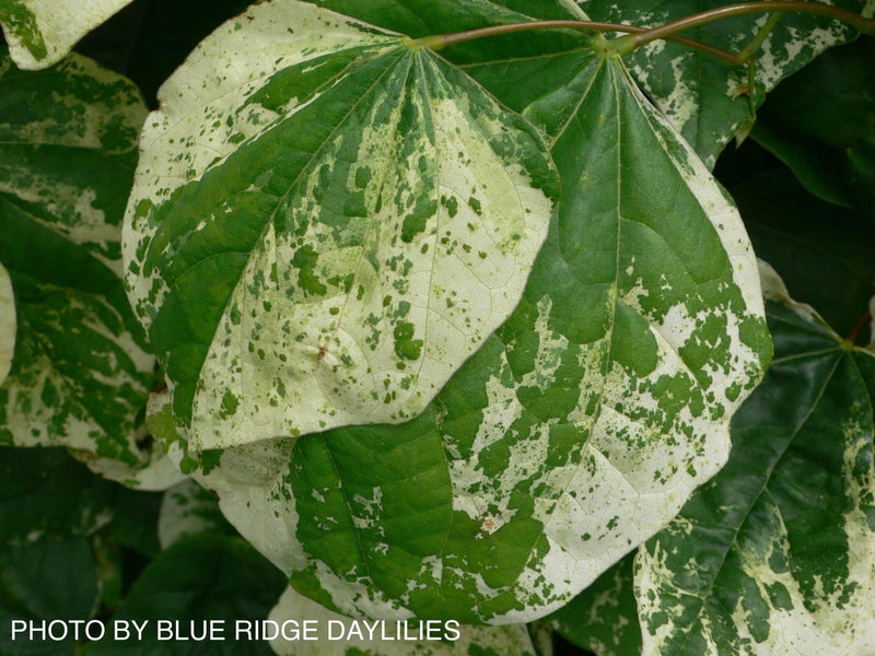 - Cercis canadensis 'Whitewater' Weeping Redbud Tree - Mr Maple │ Buy Japanese Maple Trees