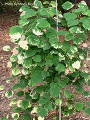 - Cercis canadensis 'Whitewater' Weeping Redbud Tree - Mr Maple │ Buy Japanese Maple Trees