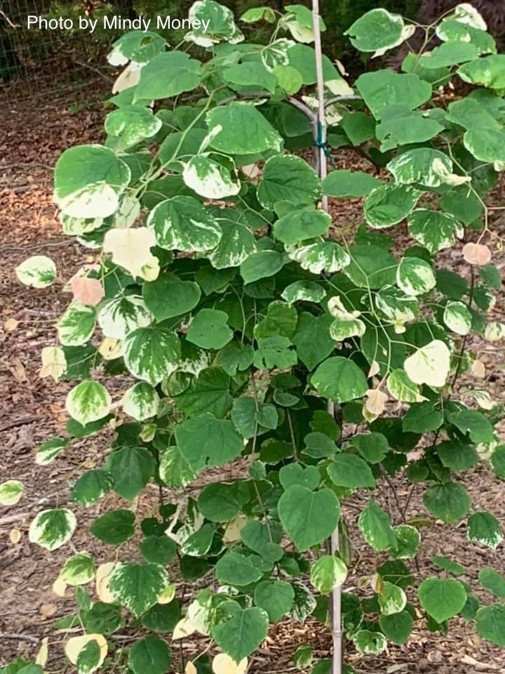 - Cercis canadensis 'Whitewater' Weeping Redbud Tree - Mr Maple │ Buy Japanese Maple Trees