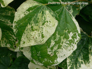 - Cercis canadensis 'Whitewater' Weeping Redbud Tree - Mr Maple │ Buy Japanese Maple Trees