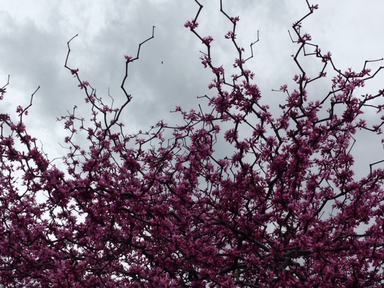 - Cercis canadensis 'Zig Zag' Redbud Tree - Mr Maple │ Buy Japanese Maple Trees