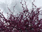 - Cercis canadensis 'Zig Zag' Redbud Tree - Mr Maple │ Buy Japanese Maple Trees