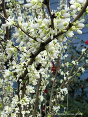 - Cercis chinensis 'Alba' White Blooming Redbud Tree - Mr Maple │ Buy Japanese Maple Trees
