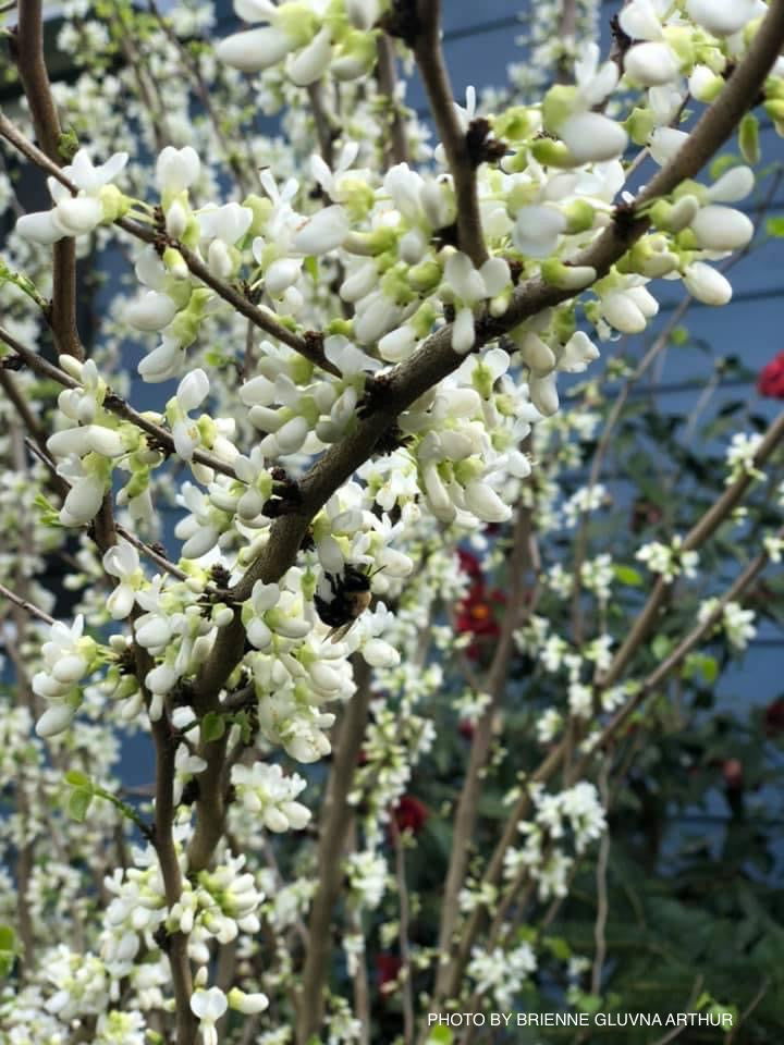 - Cercis chinensis 'Alba' White Blooming Redbud Tree - Mr Maple │ Buy Japanese Maple Trees