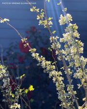 - Cercis chinensis 'Alba' White Blooming Redbud Tree - Mr Maple │ Buy Japanese Maple Trees