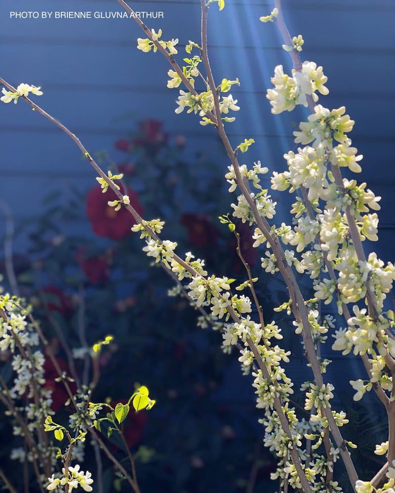 - Cercis chinensis 'Alba' White Blooming Redbud Tree - Mr Maple │ Buy Japanese Maple Trees