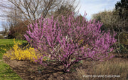 - Cercis chinensis 'Don Egolf' Heavy Blooming Redbud Tree - Mr Maple │ Buy Japanese Maple Trees