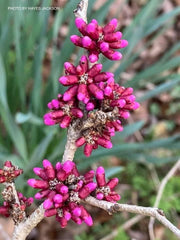 - Cercis chinensis 'Don Egolf' Heavy Blooming Redbud Tree - Mr Maple │ Buy Japanese Maple Trees