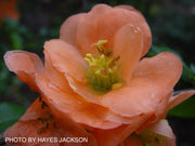 - Chaenomeles X superba 'Cameo' Dwarf Flowering Quince - Mr Maple │ Buy Japanese Maple Trees