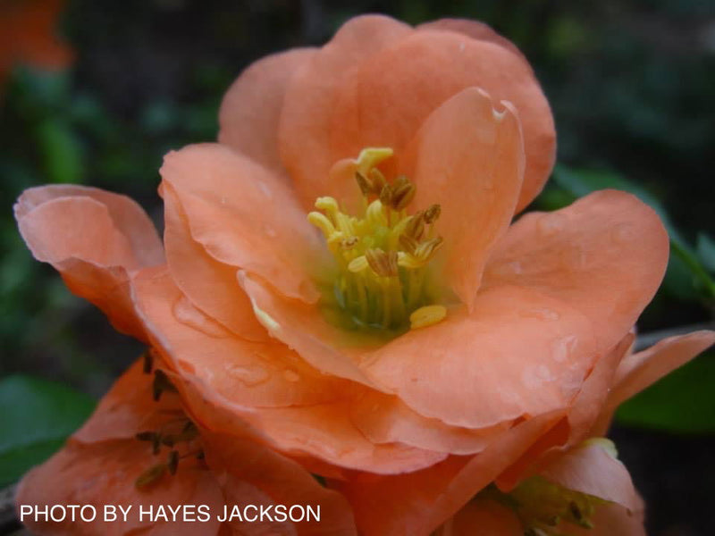 - Chaenomeles X superba 'Cameo' Dwarf Flowering Quince - Mr Maple │ Buy Japanese Maple Trees