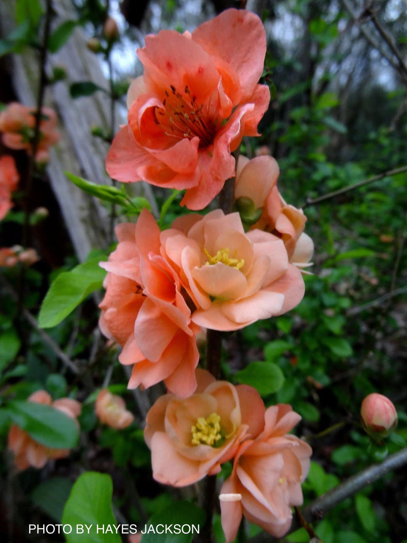 - Chaenomeles X superba 'Cameo' Dwarf Flowering Quince - Mr Maple │ Buy Japanese Maple Trees