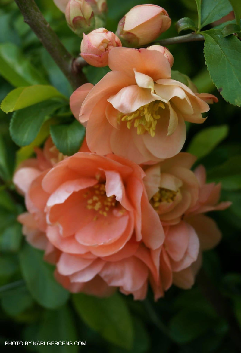 - Chaenomeles X superba 'Cameo' Dwarf Flowering Quince - Mr Maple │ Buy Japanese Maple Trees