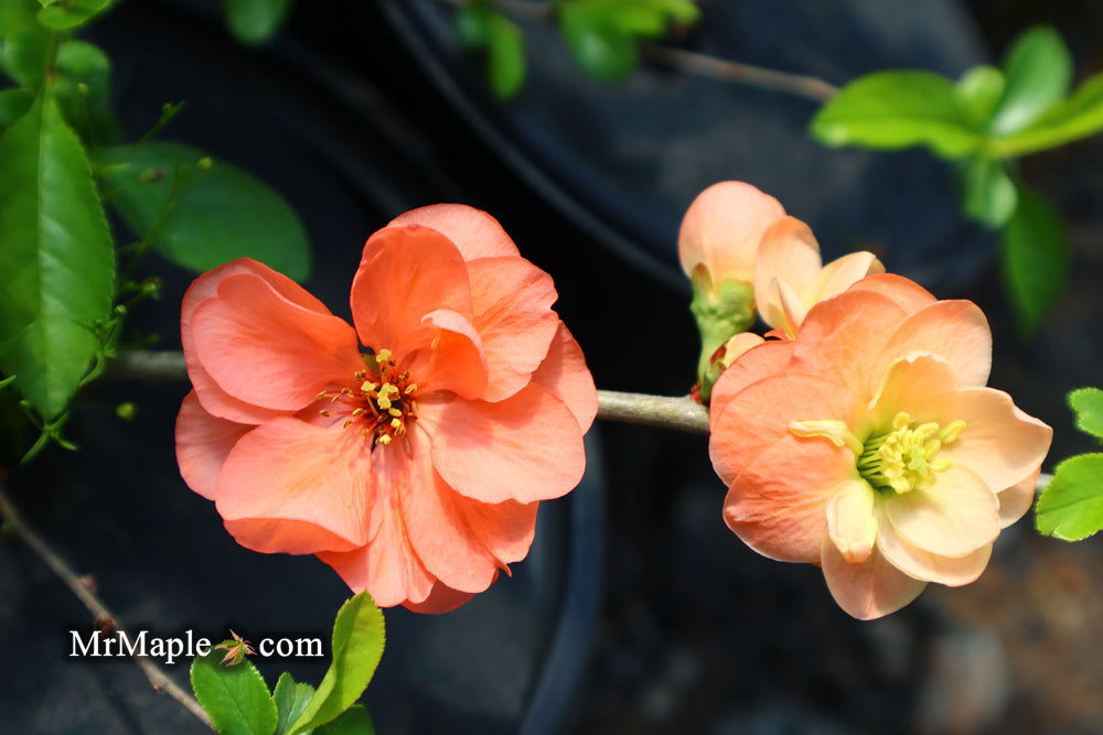Buy Chaenomeles X superba 'Cameo' Dwarf Flowering Quince — Mr