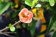 - Chaenomeles X superba 'Cameo' Dwarf Flowering Quince - Mr Maple │ Buy Japanese Maple Trees