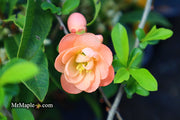 - Chaenomeles X superba 'Cameo' Dwarf Flowering Quince - Mr Maple │ Buy Japanese Maple Trees