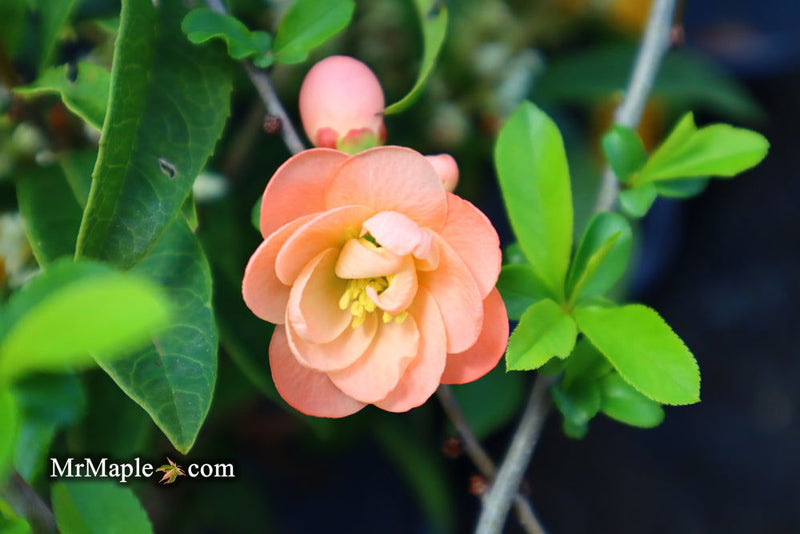 - Chaenomeles X superba 'Cameo' Dwarf Flowering Quince - Mr Maple │ Buy Japanese Maple Trees