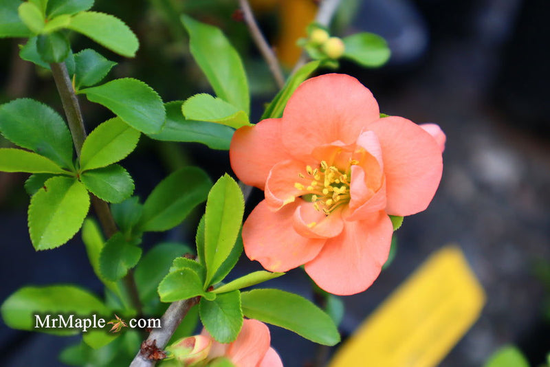 - Chaenomeles X superba 'Cameo' Dwarf Flowering Quince - Mr Maple │ Buy Japanese Maple Trees