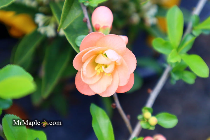 - Chaenomeles X superba 'Cameo' Dwarf Flowering Quince - Mr Maple │ Buy Japanese Maple Trees