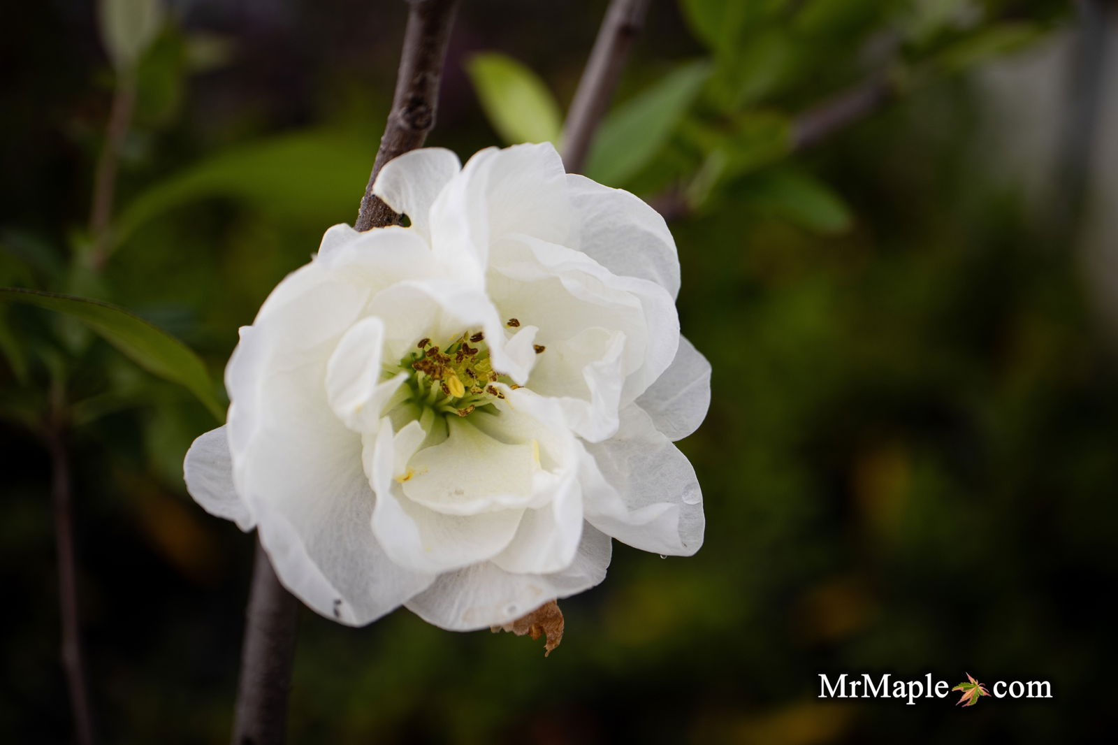 Buy Chaenomeles X superba 'O Yashima' Dwarf Flowering Quince — Mr