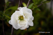 - Chaenomeles X superba 'O Yashima' Dwarf Flowering Quince - Mr Maple │ Buy Japanese Maple Trees