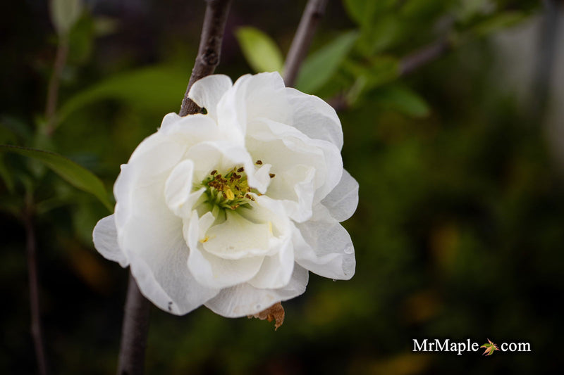 - Chaenomeles X superba 'O Yashima' Dwarf Flowering Quince - Mr Maple │ Buy Japanese Maple Trees