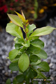 - Chaenomeles X superba 'O Yashima' Dwarf Flowering Quince - Mr Maple │ Buy Japanese Maple Trees