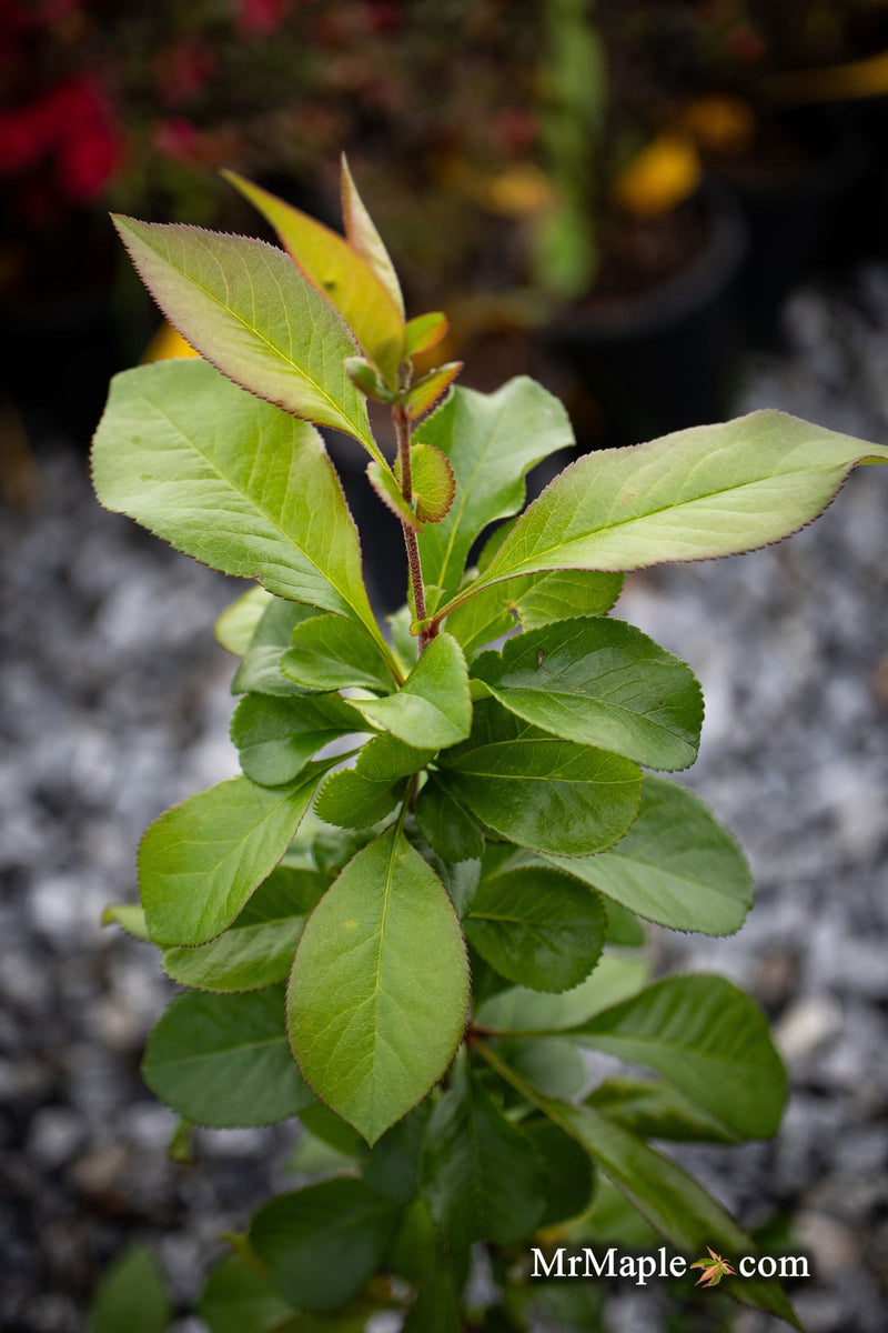 - Chaenomeles X superba 'O Yashima' Dwarf Flowering Quince - Mr Maple │ Buy Japanese Maple Trees